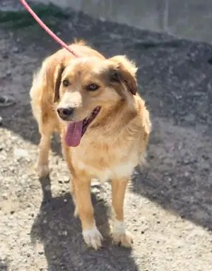 Goldi Mix Bub   BAILEY   ist ein großer Schatz Bild 4