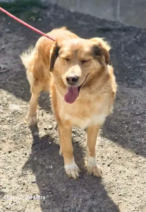 Goldi Mix Bub   BAILEY   ist ein großer Schatz Bild 8
