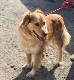 Goldi Mix Bub   BAILEY   ist ein großer Schatz Bild 5