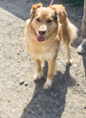 Goldi Mix Bub   BAILEY   ist ein großer Schatz Bild 6