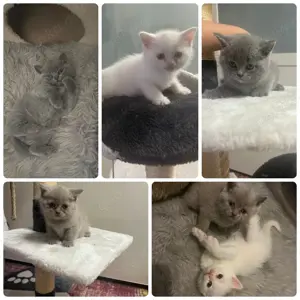 Katzen abzugeben 
