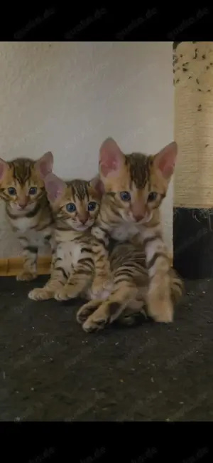 Bengalkitten - abgabebereit