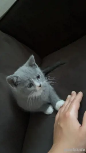 baby kitte katze abzugeben 
