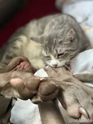 Dringend - Kater Loki braucht ein neues Zuhause