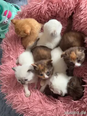 Wunderschönes BKH Kätzchen mix Ragdoll