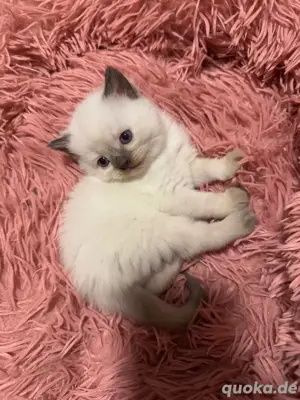 Wunderhübsches BKH Kätzchen mix Ragdoll