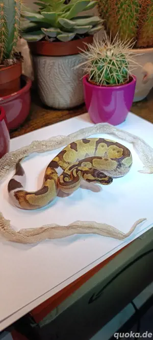 Cinnamon Enchi Fire Piebald Paradox super Cinnamon