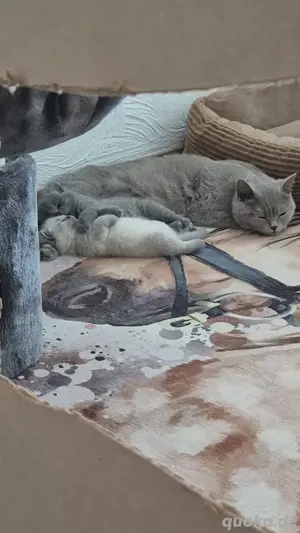 BKH Kitten 
