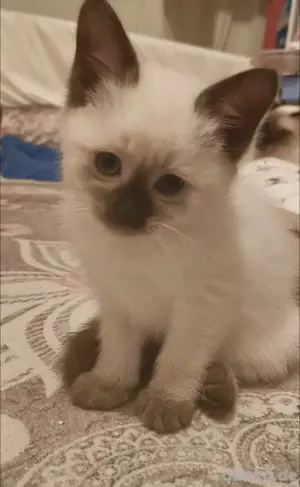 Reinrassige Siam kitten, Siam kitten, 3 Siam baby Katzen, zwei männlich und eine weiblich