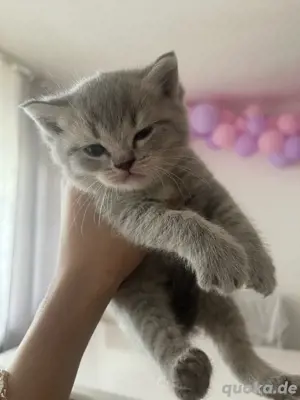 Ich habe eine kleine britische Katze zu verkaufen 