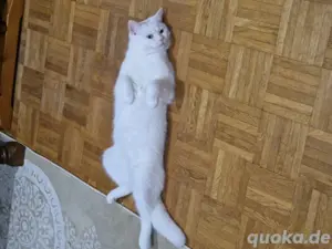 Weiser BKH Deckkater 