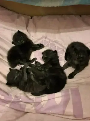 4 MainCoon-Mix Babykatzen, Kitten