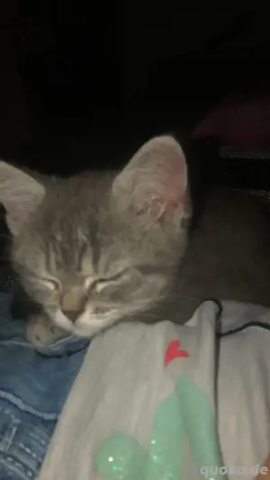 bkh kitten