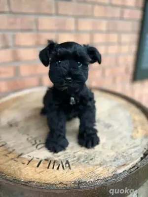 Zwergschnauzer 