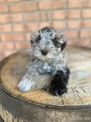 Zwergschnauzer