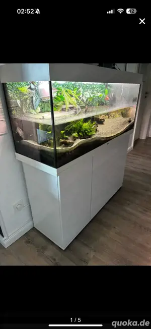 Rotbauch Spitzkopfschildkröten + Juwel Aquarium
