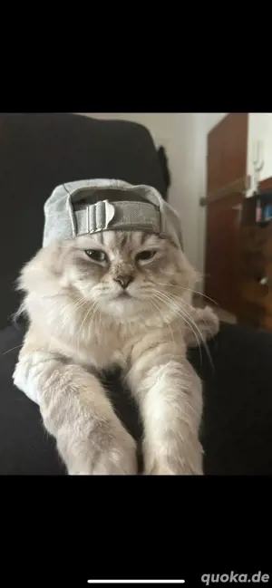 blh kater vermittlen 