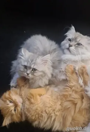 blh kater abzugeben