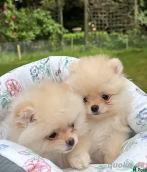 Zwergspitz-Pomeranian Welpen