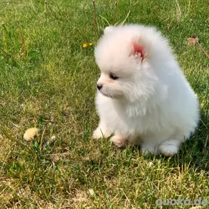 5 Zwergspitz-Pomeranian welpen