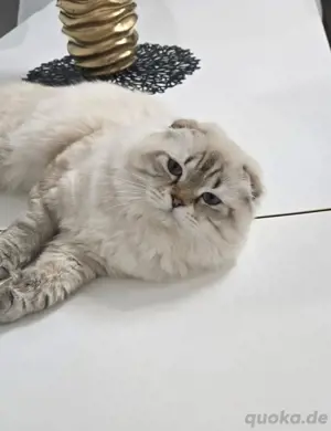 kater zu verkaufen