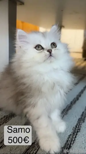 liebvolle Persekitten suchen ein neues Zuhause