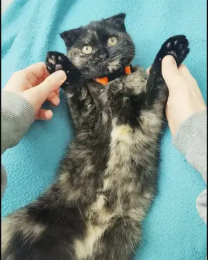 3 1 2 jährige Traumkatze sucht RUHIGES Zuhause 