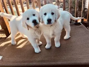 Liebevoll aufgezogene Golden Retriever-Welpen suchen ihr Für-immer-Zuhause