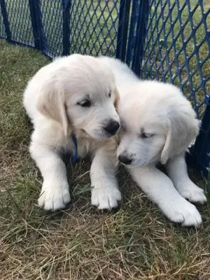 Reinrassige Golden Retriever Welpen mit Herz suchen liebevolles Zuhause