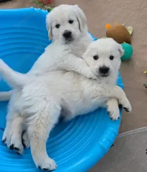 Golden Retriever-Welpen mit Papieren   aus verantwortungsvoller Zucht!