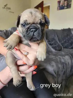 Französische Bulldogge Welpe Mädchen