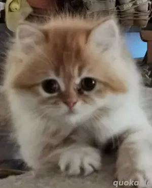 Perserkatzen 