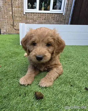 8 Wochen alte Goldendoodle-Welpen zu verkaufen