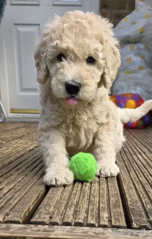 Goldendoodle-Welpen   Ab ins neue Zuhause!