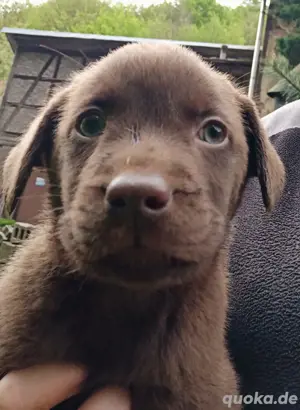 Labrador Welpen schokobraun 