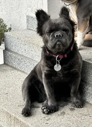 Fluffy Französische Bulldogge sucht ihr Zuhause 