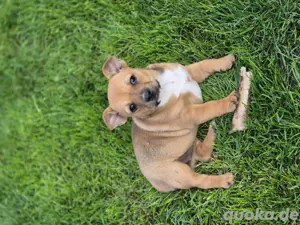 französiche Bully Mix Hündin Welpe 