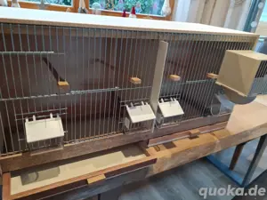 Zuchtbox Kaisernest  Bild 2