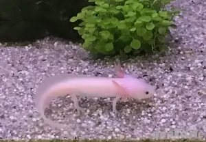 Axolotl Jungtier Weißling