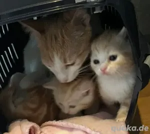 Bkh Mix Kitten