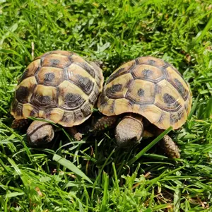 Schöne einjährige Griechische Landschildkröten