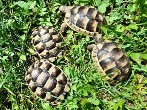 Breitrandschildkröten ein- und zweijährige Tiere. 