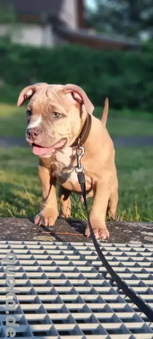 Pocketbully Welpen abgabebereit 