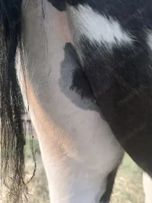 Tinker Achatschecke Bild 3