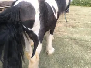 Tinker Achatschecke Bild 4