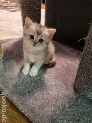 Wunderschöne BritischKurzhaar Kitten mit Stambaum 