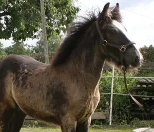Wunderschöner Smoky Black Irish Cob Bild 6