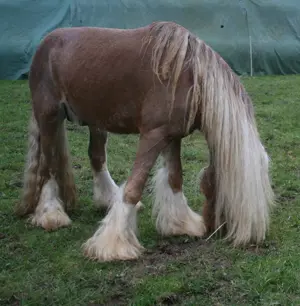 Wunderschöner Smoky Black Irish Cob Bild 8