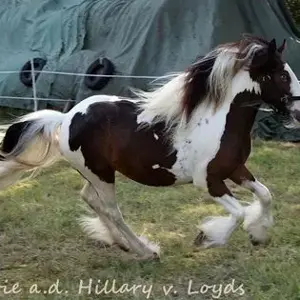 Wunderschöner Smoky Black Irish Cob Bild 7