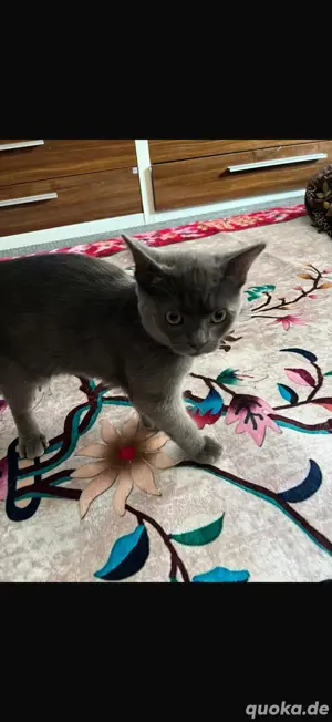 BKH Katzenbaby